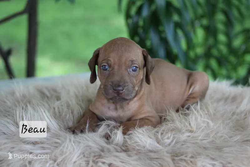 Beau – Rhodesian Ridgeback puppy for sale in Quarryville, PA