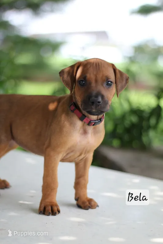 Bela – Rhodesian Ridgeback puppy for sale in Quarryville, PA