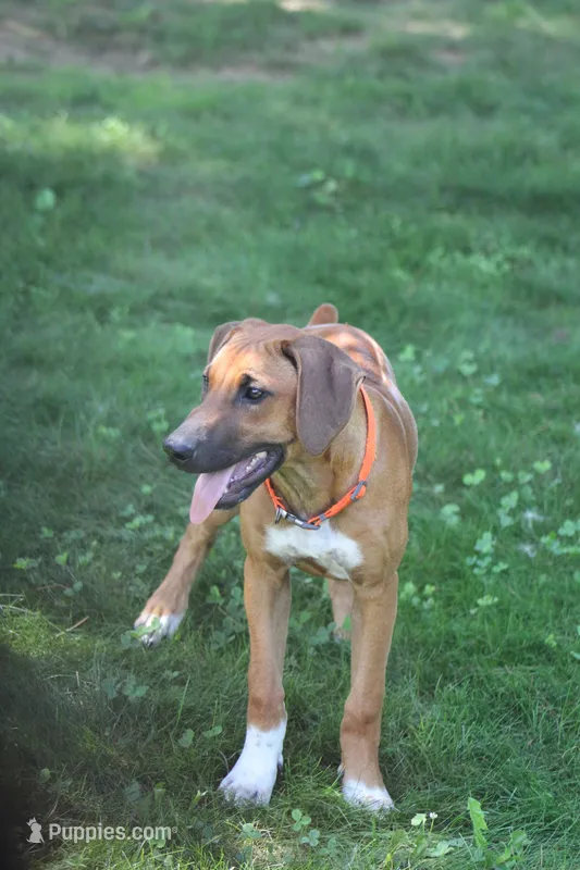 Clyde – Rhodesian Ridgeback puppy for sale in Quarryville, PA