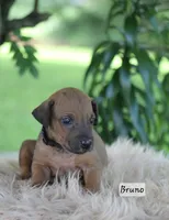Bruno, a male Rhodesian Ridgeback for sale in Quarryville, PA – 1 of 1