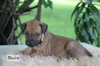 Blaire, a female Rhodesian Ridgeback for sale in Quarryville, PA – 1 of 1
