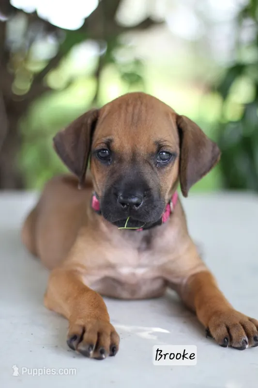 Brooke – Rhodesian Ridgeback puppy for sale in Quarryville, PA