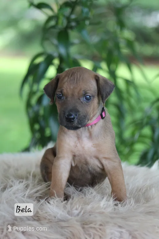 Bela – Rhodesian Ridgeback puppy for sale in Quarryville, PA