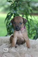 Bela, a female Rhodesian Ridgeback for sale in Quarryville, PA – 1 of 1