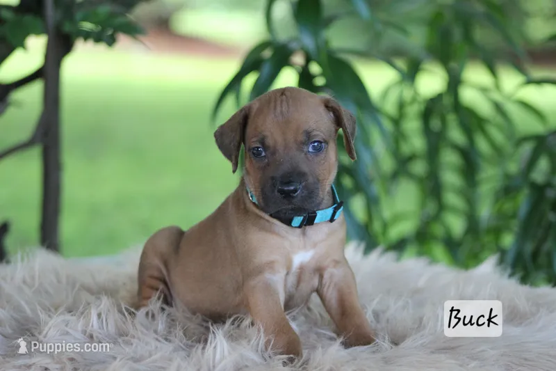 Buck – Rhodesian Ridgeback puppy for sale in Quarryville, PA