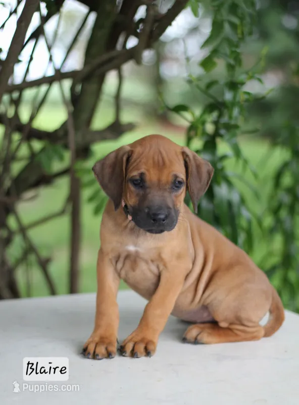 Blaire – Rhodesian Ridgeback puppy for sale in Quarryville, PA