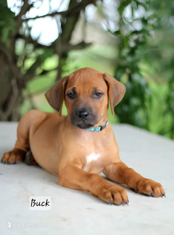 Buck – Rhodesian Ridgeback puppy for sale in Quarryville, PA
