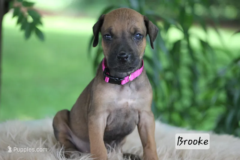 Brooke – Rhodesian Ridgeback puppy for sale in Quarryville, PA