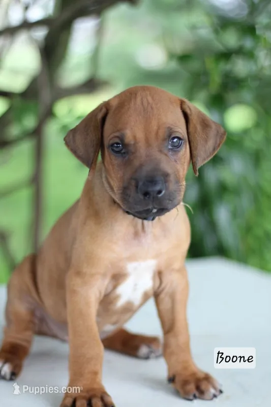 Boone – Rhodesian Ridgeback puppy for sale in Quarryville, PA
