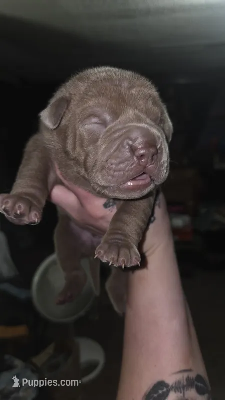 Chocolate Boy – Chinese Shar-Pei puppy for sale in Wichita, KS