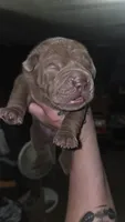 Chocolate Boy, a male Chinese Shar-Pei for sale in Wichita, KS – 1 of 2
