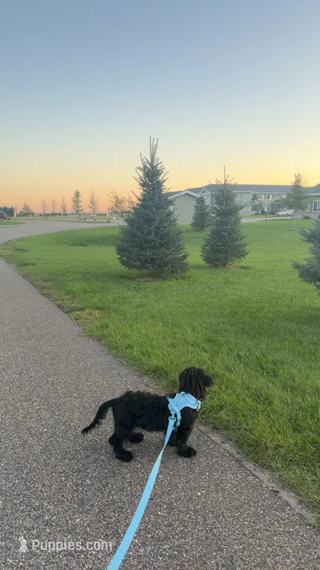 Ollie – Miniature Goldendoodle puppy for sale in Wisconsin Rapids, WI