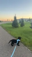 Ollie, a male Miniature Goldendoodle for sale in Wisconsin Rapids, WI – 1 of 6