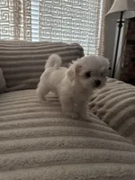 Girly girl , a female Maltese for sale in Plano, TX – Photo 5 of 6