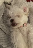 Girly girl , a female Maltese for sale in Plano, TX – Photo 3 of 6