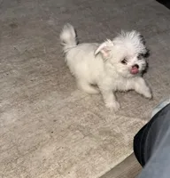 Girly girl , a female Maltese for sale in Plano, TX – Photo 1 of 6