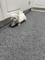 Girly girl , a female Maltese for sale in Plano, TX – Photo 6 of 6