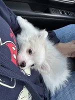 Baby boy, a male Maltipoo for sale in Plano, TX – Photo 3 of 5