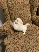 Baby boy, a male Maltipoo for sale in Plano, TX – Photo 5 of 5