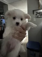 Baby boy, a male Maltipoo for sale in Plano, TX – Photo 2 of 5