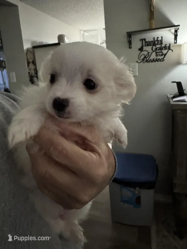 Baby boy – Maltipoo puppy for sale in Plano, TX
