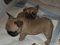 Mufasa, a male French Bulldog for sale in Reidsville, NC – 2 of 5