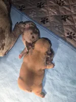 Mufasa, a male French Bulldog for sale in Reidsville, NC – 4 of 5