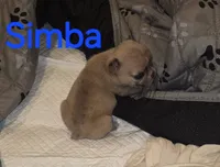 Simba, a male French Bulldog for sale in Reidsville, NC – 1 of 5