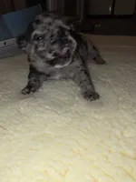 Scar, a male French Bulldog for sale in Reidsville, NC – 3 of 6