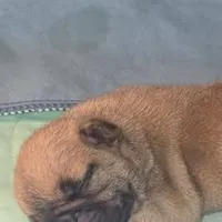 Nala, a female French Bulldog for sale in Reidsville, NC – 2 of 5