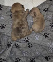 Simba, a male French Bulldog for sale in Reidsville, NC – 3 of 5