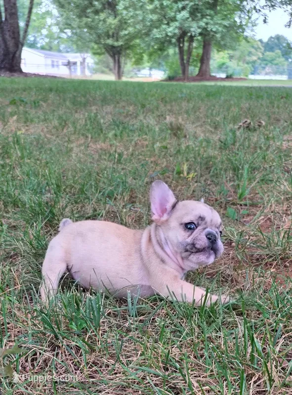 Simba – French Bulldog puppy for sale in Reidsville, NC
