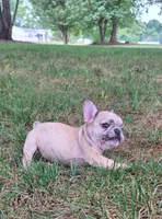 Simba, a male French Bulldog for sale in Reidsville, NC – 1 of 6