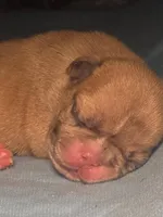 Simba, a male French Bulldog for sale in Reidsville, NC – 4 of 5