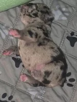 Scar, a male French Bulldog for sale in Reidsville, NC – 2 of 6