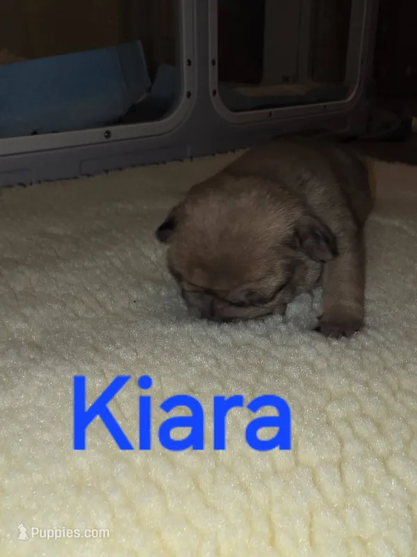 Kiara – French Bulldog puppy for sale in Reidsville, NC