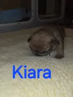 Kiara, a female French Bulldog for sale in Reidsville, NC – 1 of 5