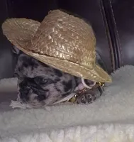 Scar, a male French Bulldog for sale in Reidsville, NC – 5 of 6