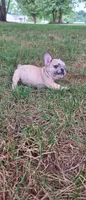 Simba, a male French Bulldog for sale in Reidsville, NC – 2 of 6