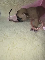 Nala, a female French Bulldog for sale in Reidsville, NC – 4 of 5