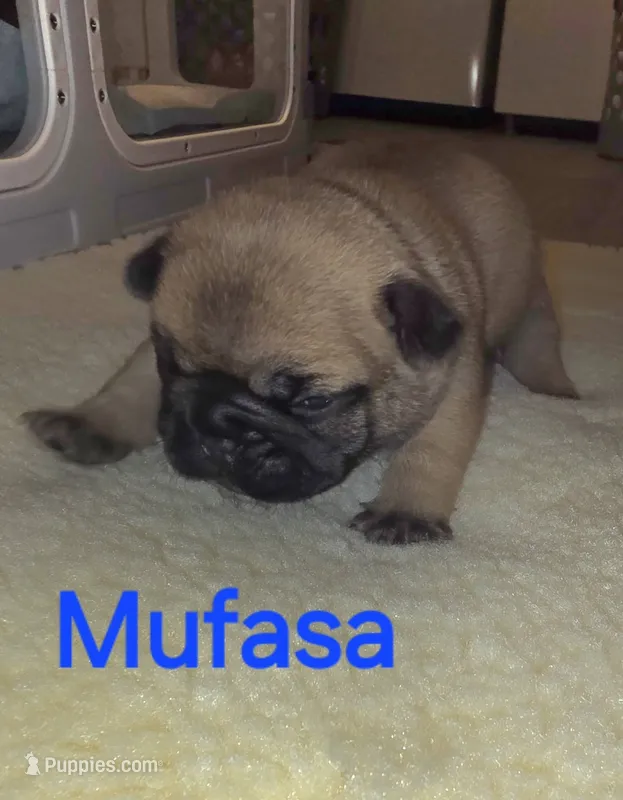 Mufasa – French Bulldog puppy for sale in Reidsville, NC