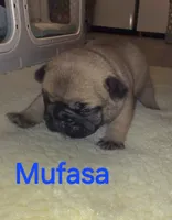 Mufasa, a male French Bulldog for sale in Reidsville, NC – 1 of 5