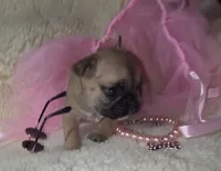 Nala, a female French Bulldog for sale in Reidsville, NC – 3 of 5