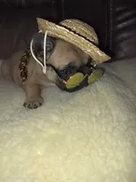 Mufasa, a male French Bulldog for sale in Reidsville, NC – 3 of 5
