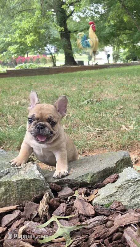 Kiara – French Bulldog puppy for sale in Reidsville, NC