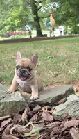 Kiara, a female French Bulldog for sale in Reidsville, NC – 1 of 6