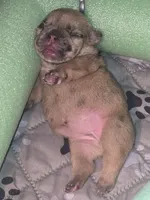 Kiara, a female French Bulldog for sale in Reidsville, NC – 2 of 5