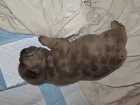 Kiara, a female French Bulldog for sale in Reidsville, NC – 3 of 5