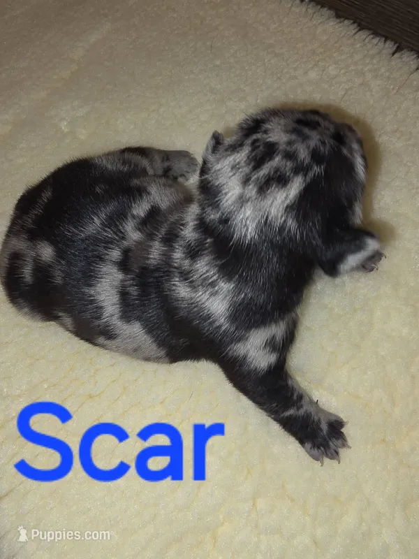 Scar – French Bulldog puppy for sale in Reidsville, NC