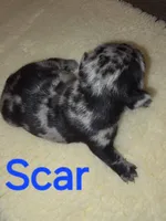 Scar, a male French Bulldog for sale in Reidsville, NC – 1 of 6